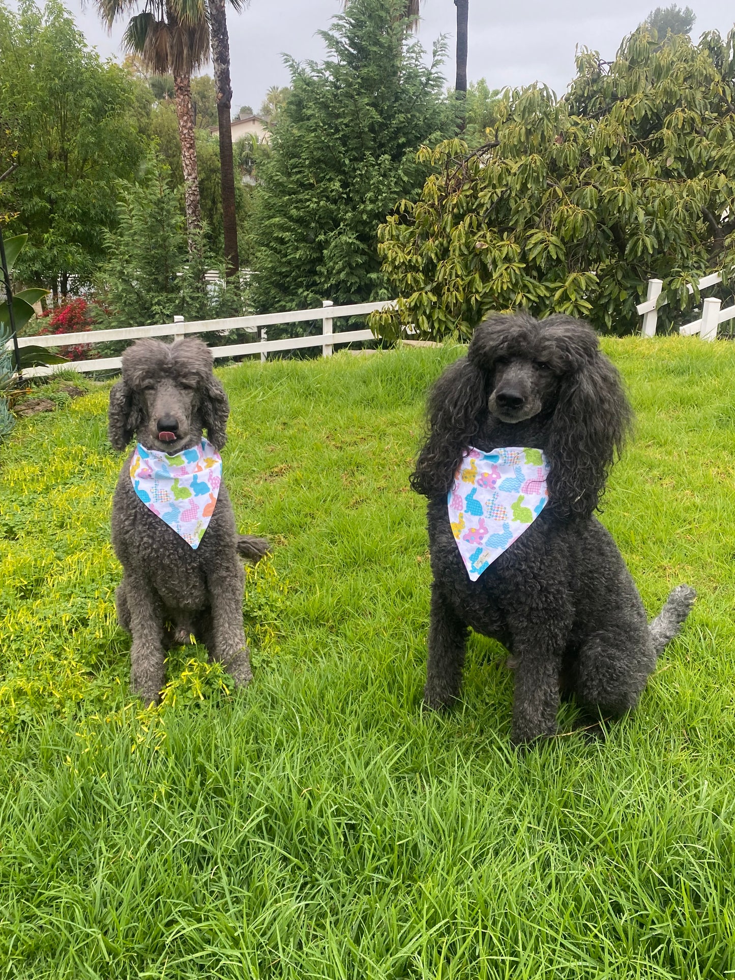 Easter Bunnies