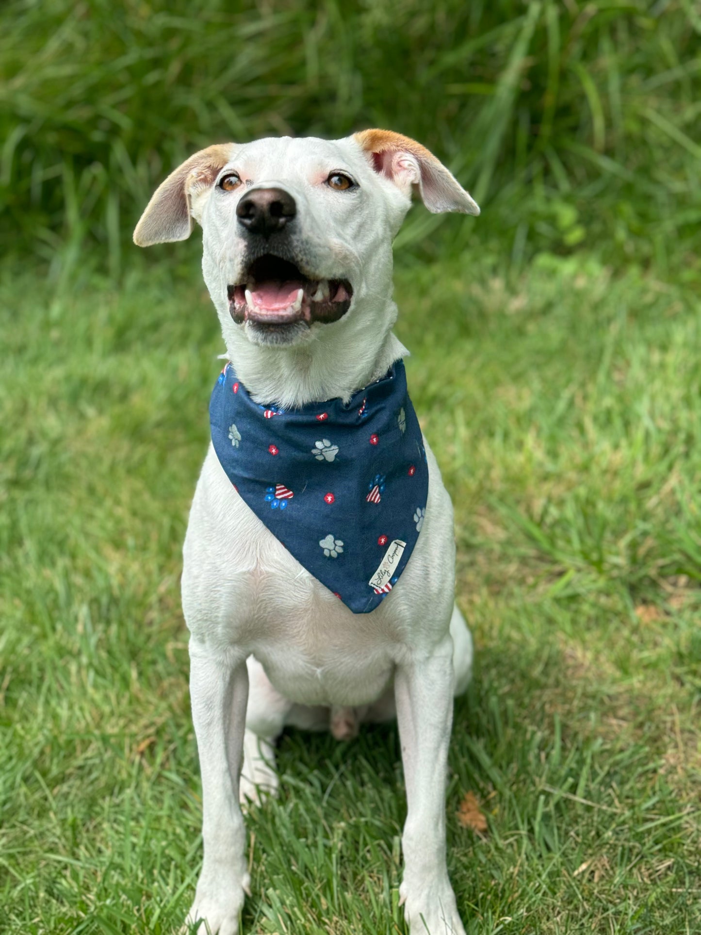 Red, White and Blue Paw Prints