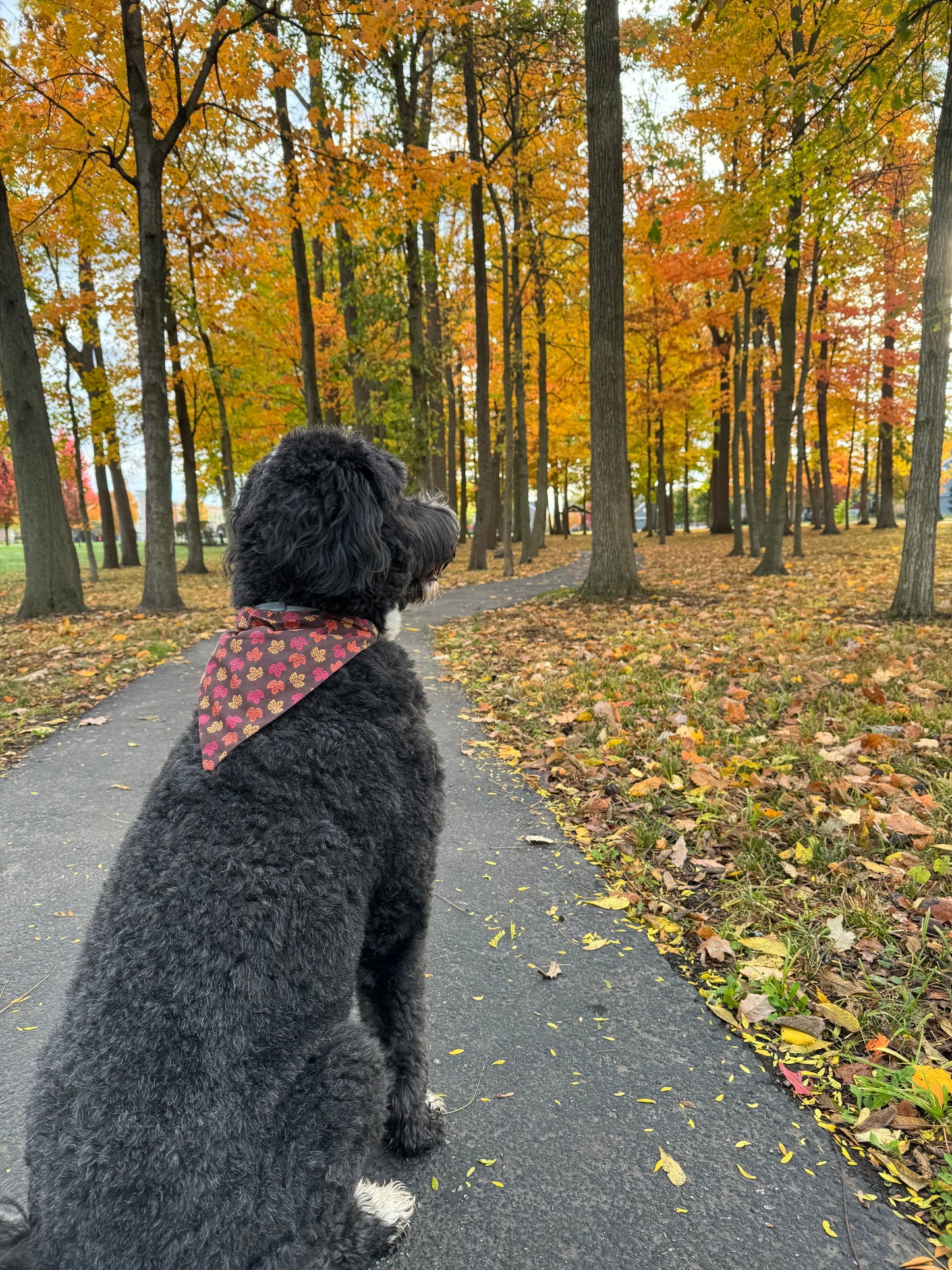 Fall leaves