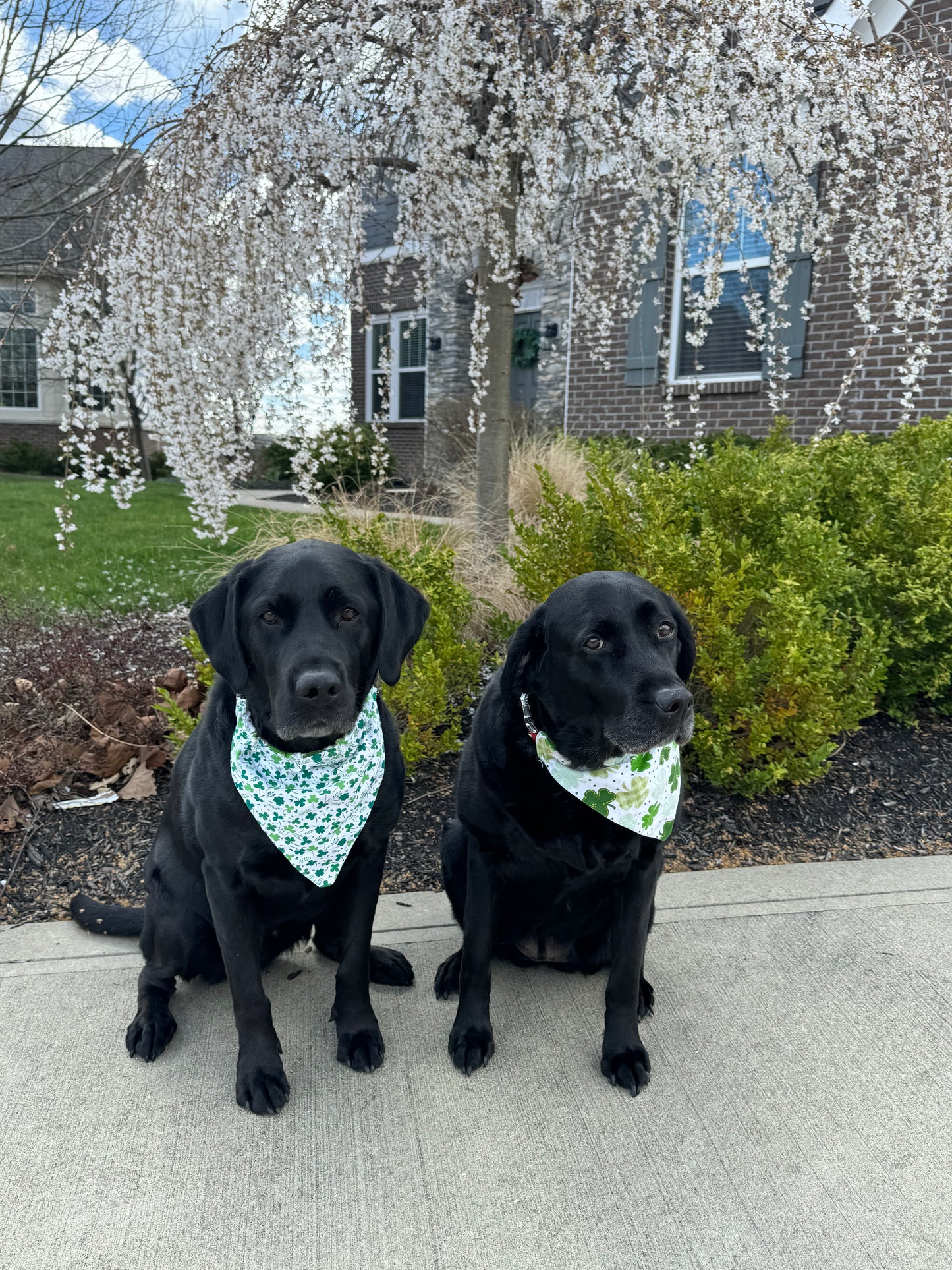 St. Patrick's Day Dog Bandana