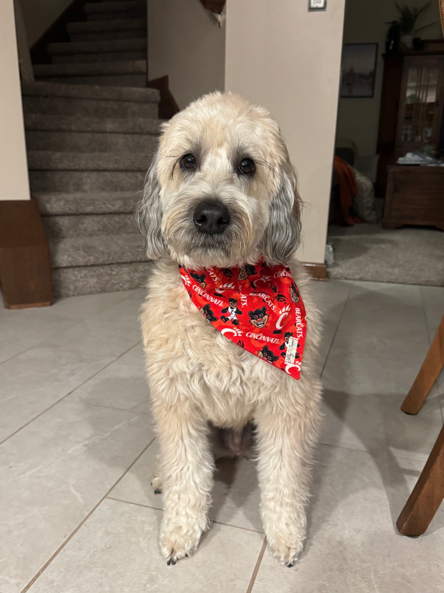 University of Cincinnati Bearcats