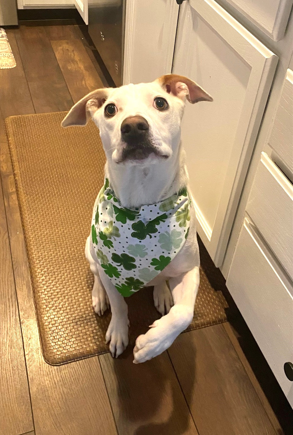 St. Patrick's Day Dog Bandana